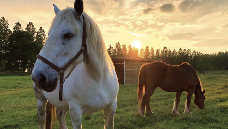 Livre lauréat du Prix Goncourt avec le ruban, emblème de la sélection prestigieuse